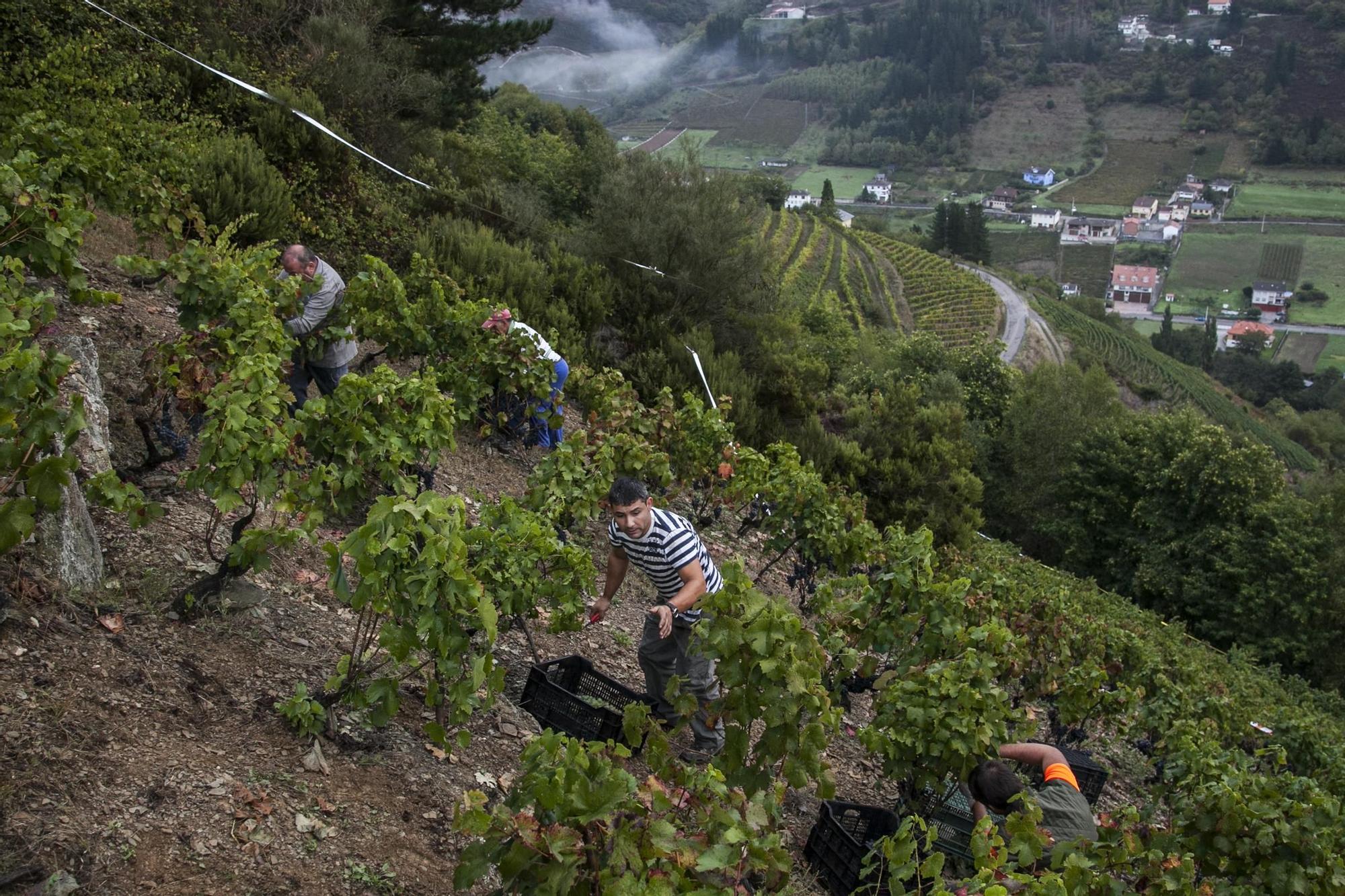 Así de impresionante es la vista de las familias de Cangas de Narcea que recogen la vid, una tarea difícil con esa cumbre escarpada asturiana.