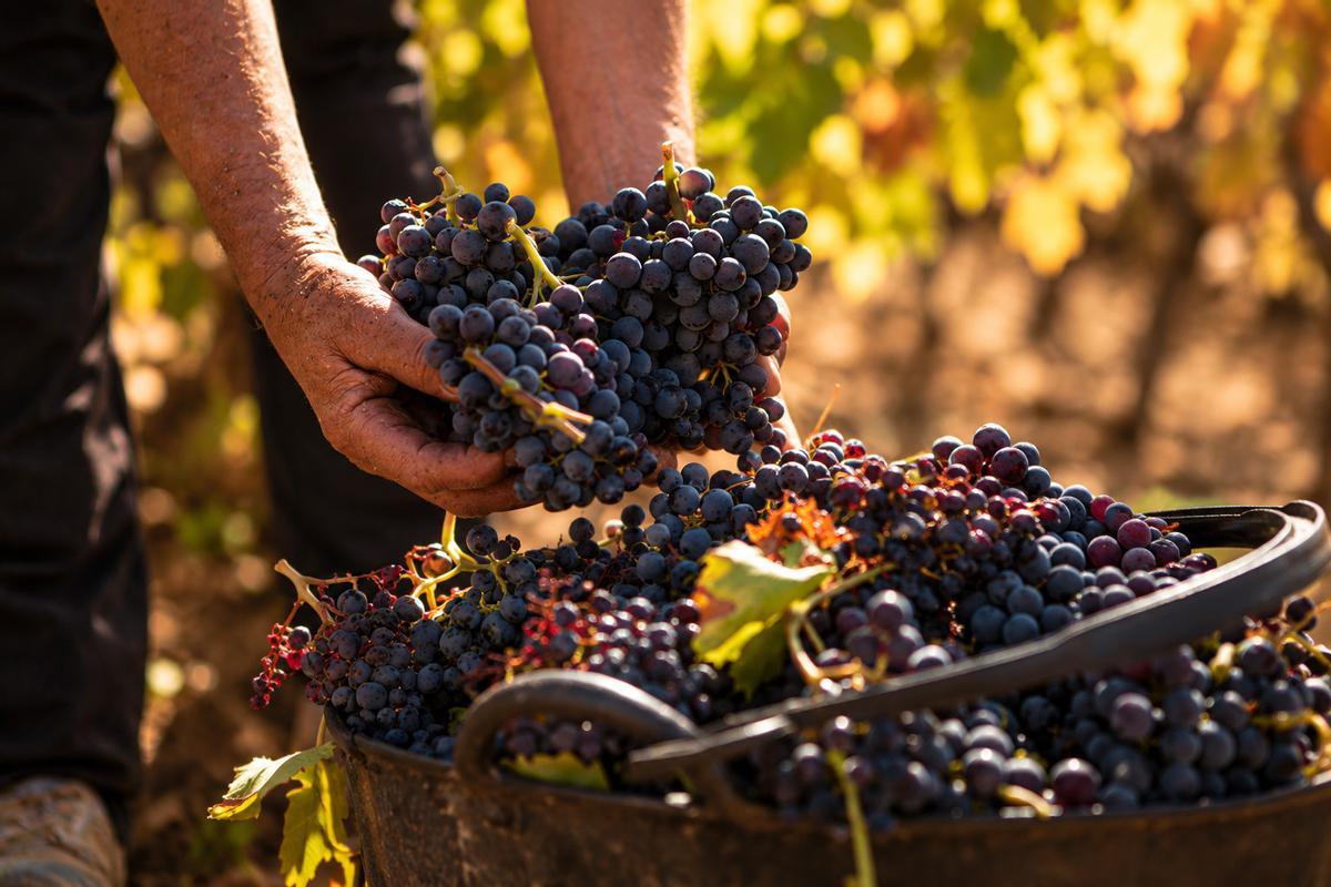 Bodega San Martín, Navarra