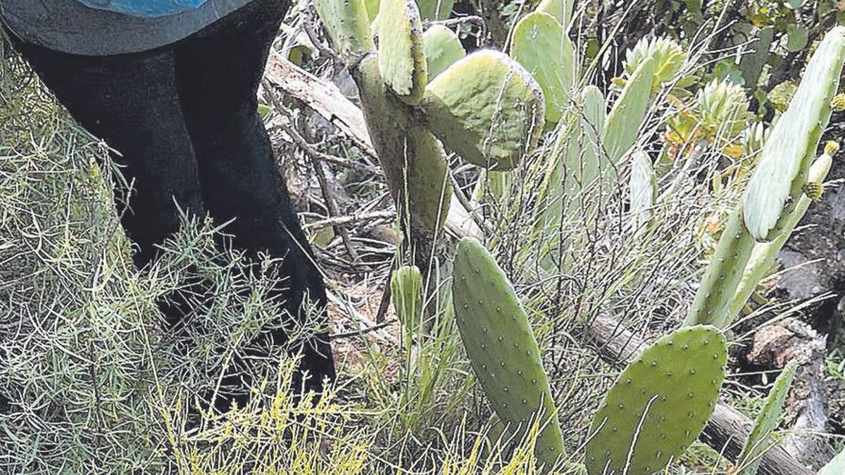 Les tres espècies endèmiques amenaçades de La Palma sobreviuen al volcà