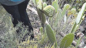 Les tres espècies endèmiques amenaçades de La Palma sobreviuen al volcà