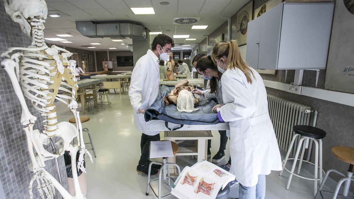 Un grupo de alumnos de Medicina durante las práctica de Anatomía Topográfica