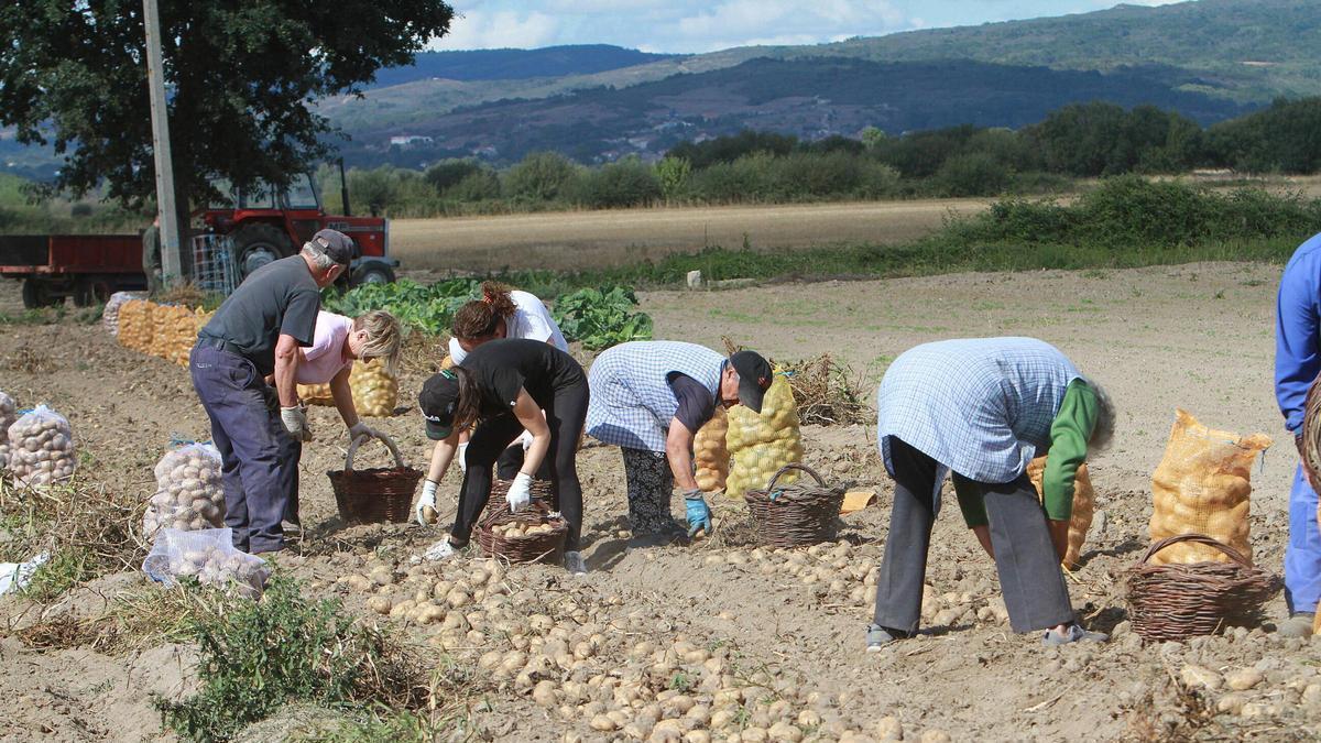 Una recogida de patatas en la comarca de A Limia en una imagen de archivo.