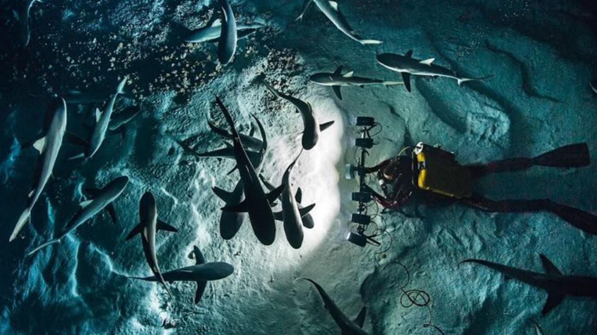 Diez años de investigación marina con las imágenes de Laurent Ballesta -  Diario de Ibiza