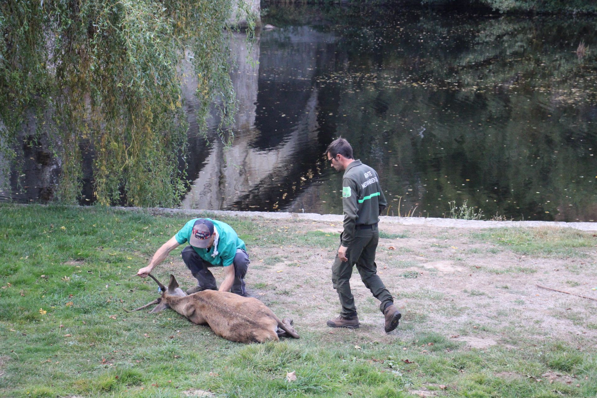 GALERÍA | Rescate de un ciervo enfermo en Puebla