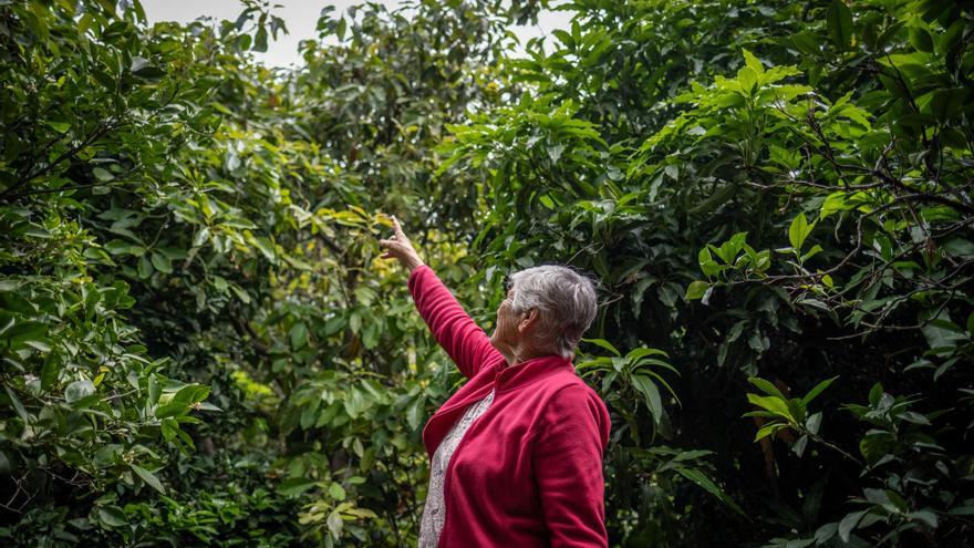 La &#039;joya comestible&#039; de un pueblo de Anaga convertida en emblema para sus habitantes