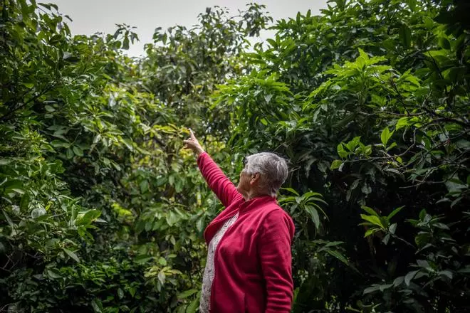 El mango, 'emblema tropical' de Igueste de San Andrés