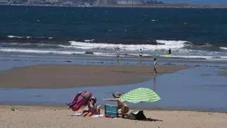 Un ejemplar de tiburón peregrino vara en Coruña y es devuelto con vida al mar