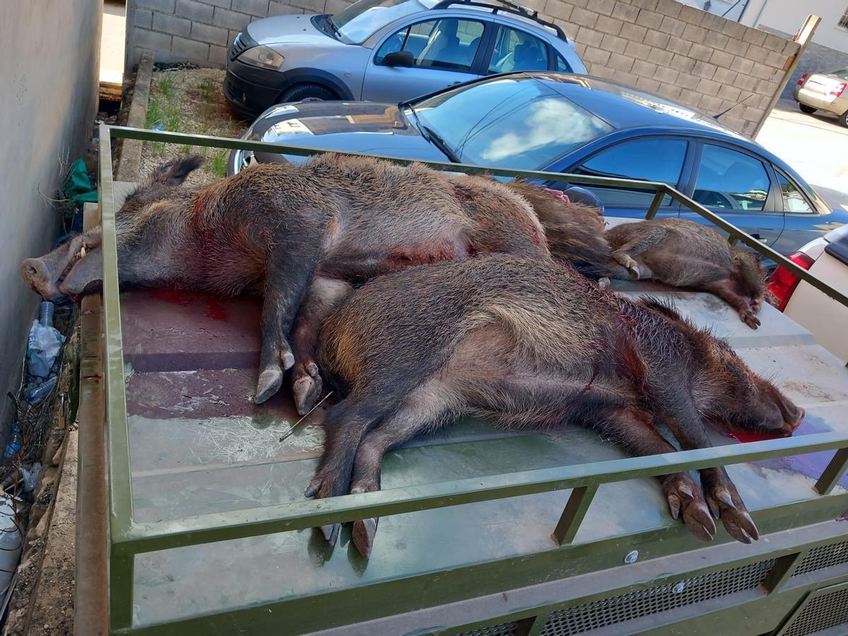 Jabalís abatidos en una operación de caza en un municipio de la Safor.
