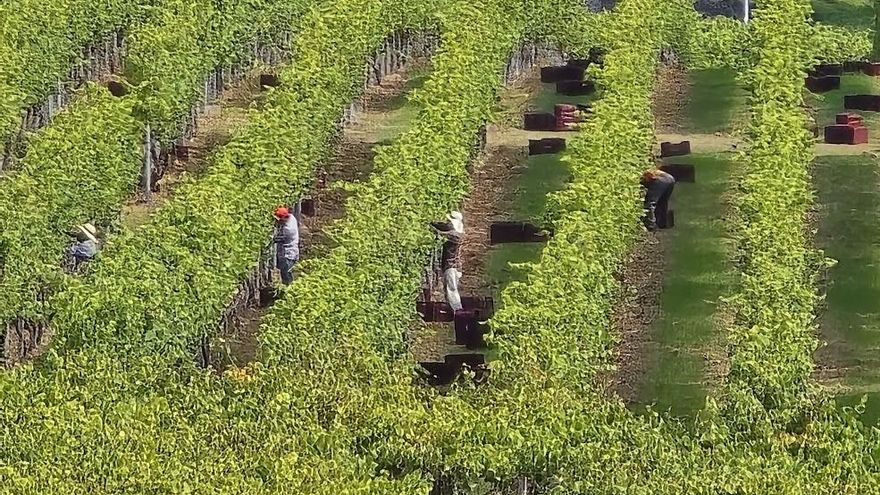 La vendimia en Tremoedo (Vilanova).
