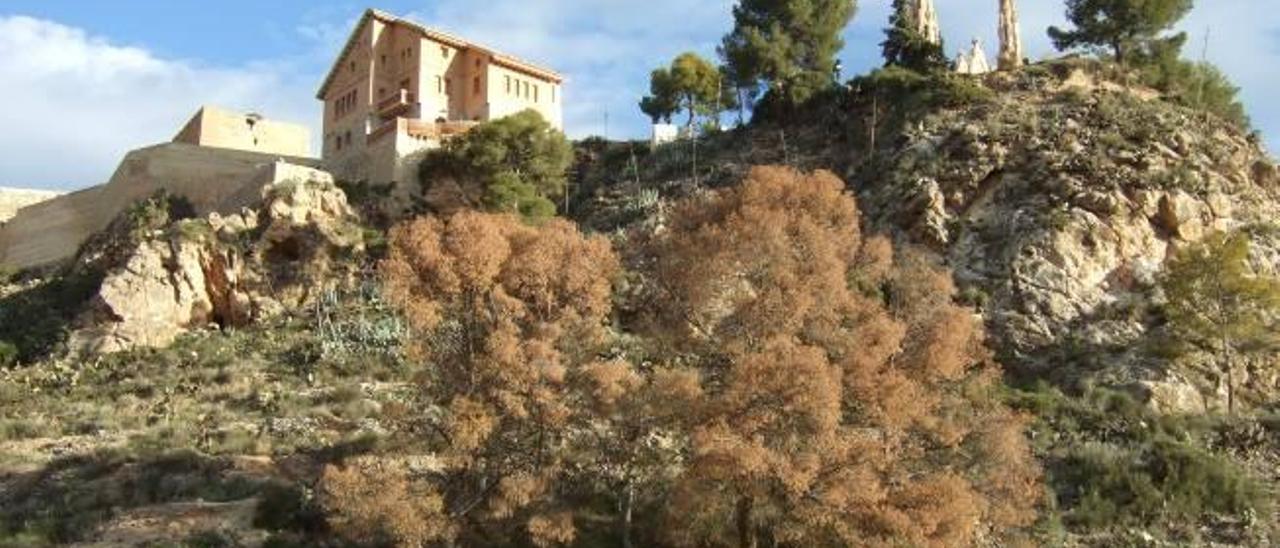 Talan todos los pinos del santuario afectados por la plaga