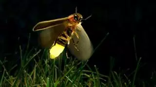 La contaminación lumínica humana amenaza con extinguir las luciérnagas