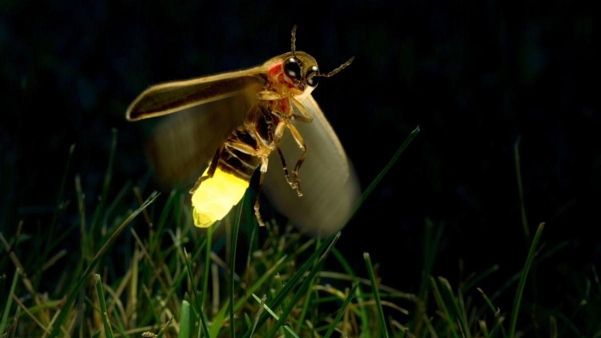 Las luciérnagas están amenazadas por la contaminación lumínica