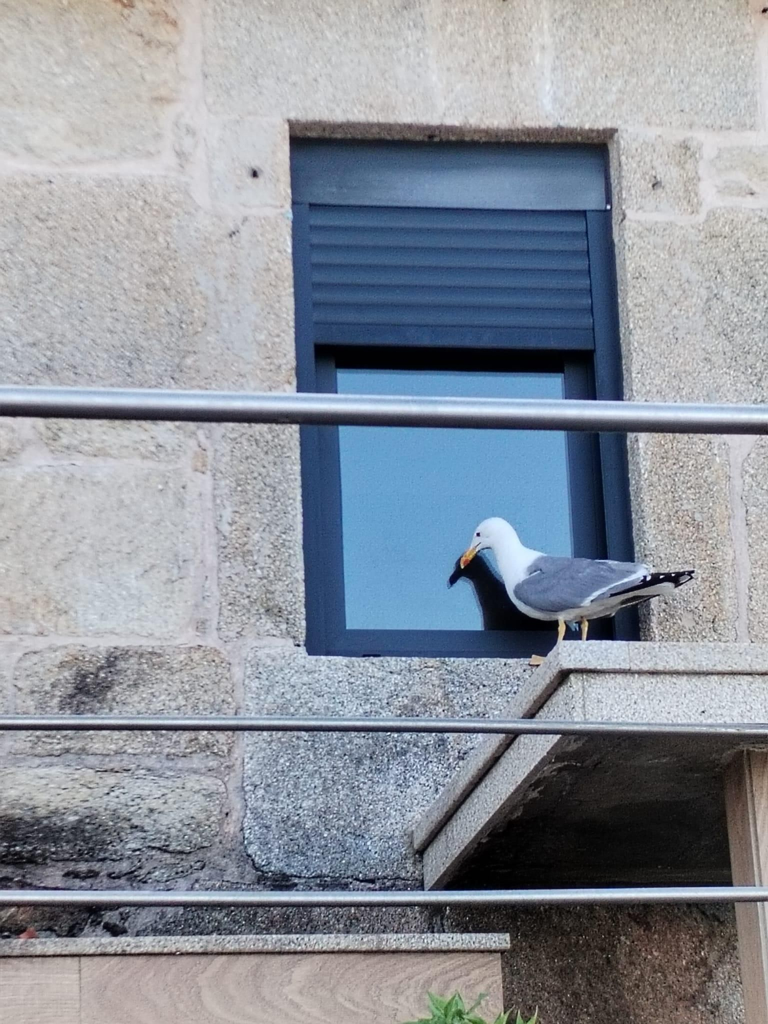 Una gaviota "atrapada" por su reflejo