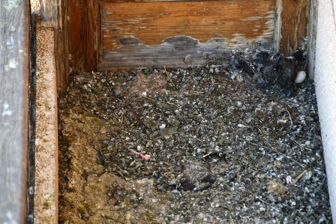 Casa abandonada llena de palomas en Ingenio