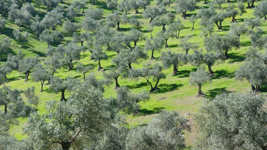 Los olivares se verán muy afectados