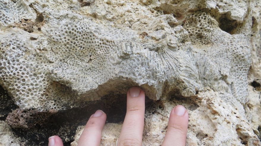 Los corales fósiles auguran un aumento del nivel del mar mayor de lo que se creía