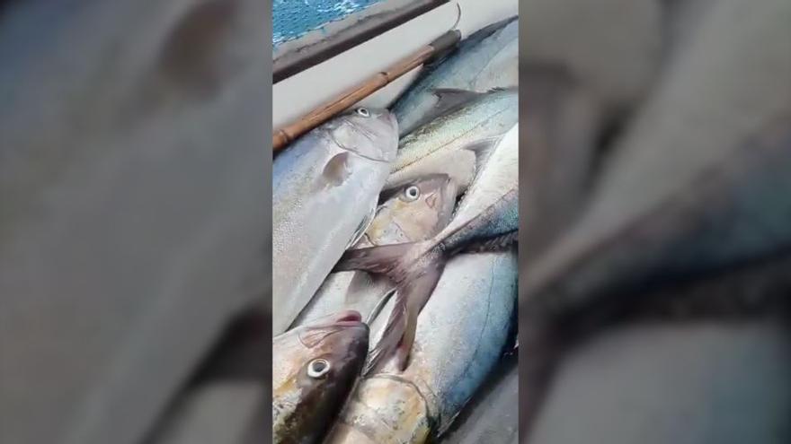 Un pescador de Sóller coge más de mil kilos de serviolas y el vídeo se vuelve viral