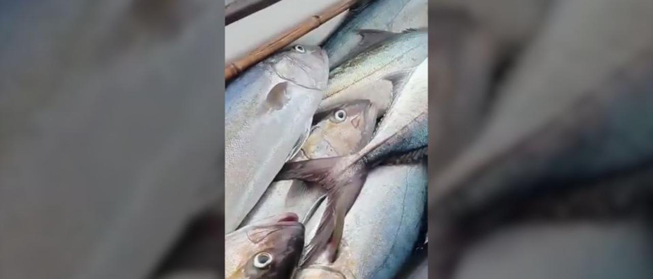 Un pescador de Sóller coge más de mil kilos de serviolas y el vídeo se vuelve viral