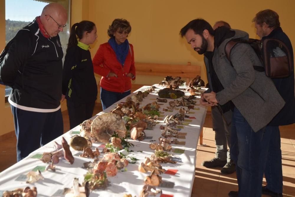 XIX Fiesta de la Castaña de Sejas de Aliste