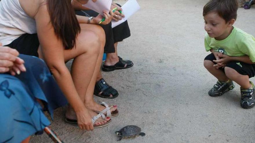 Una tortuga, única participante no canina del desfile.