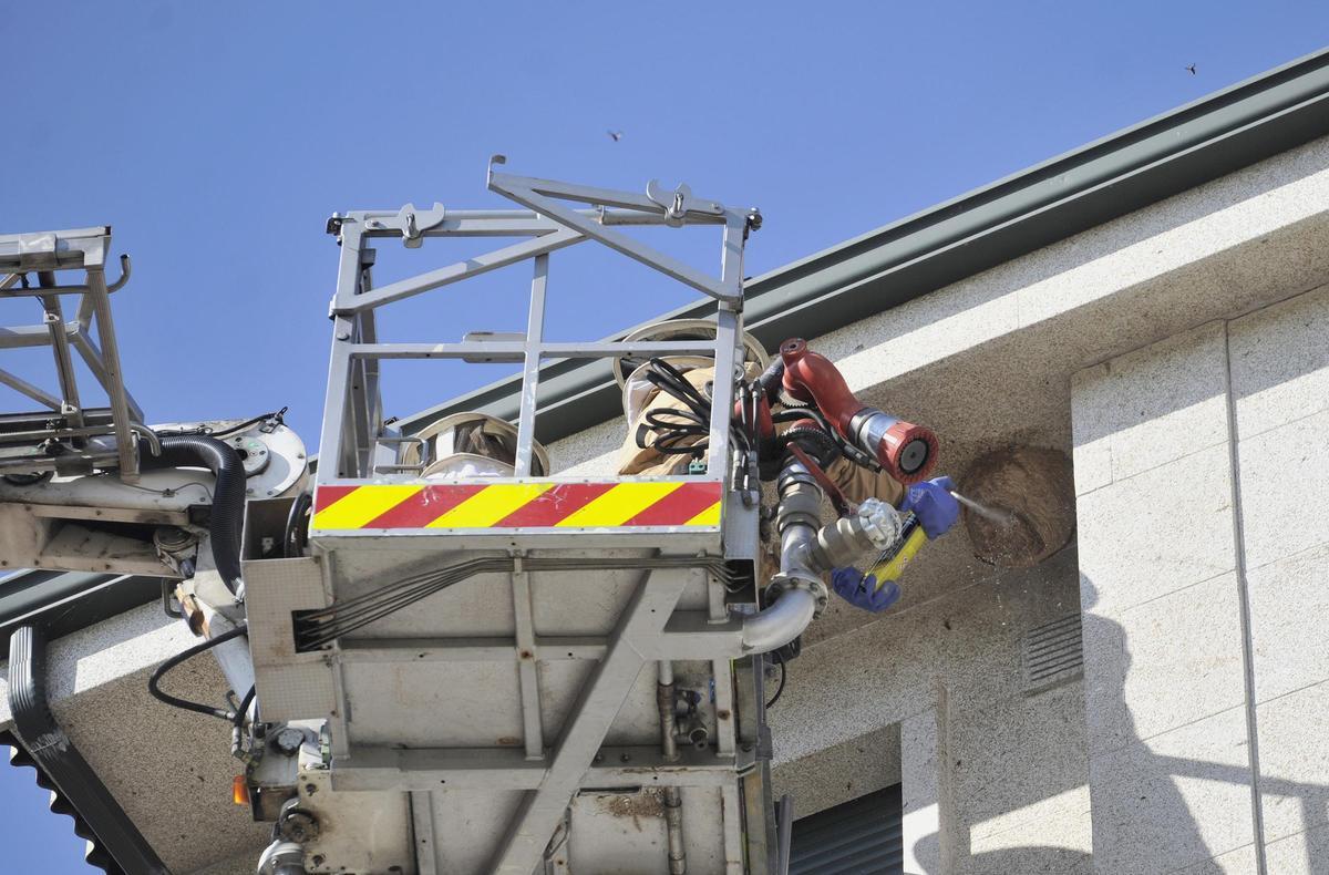 Retirada de un nido de velutinas en A Bandeira.
