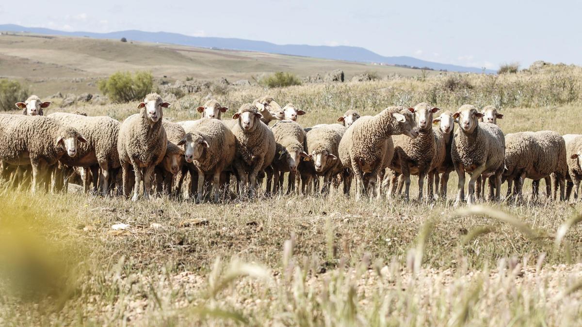 Un rebaño de ovejas en una explotación extremeña en una imagen de archivo.