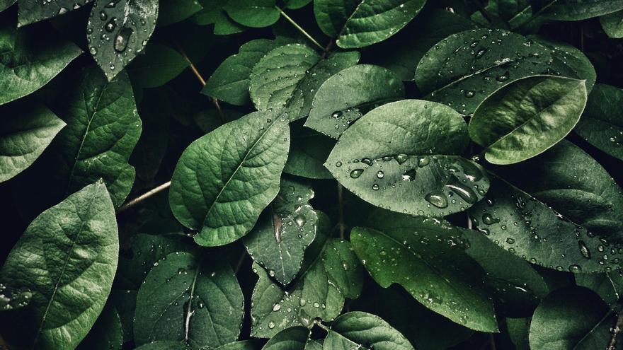 El truco infalible para que las plantas no se te mueran con el frío del invierno