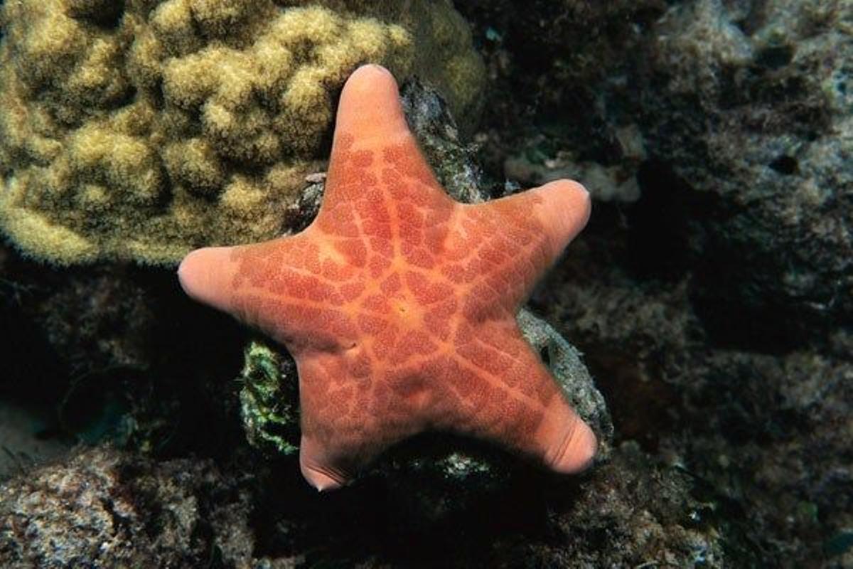 Estrella de mar en Guam.