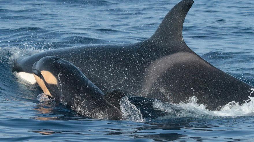 Rescatan a dos personas después de que un grupo de orcas atacara su velero en aguas del Estrecho de Gibraltar