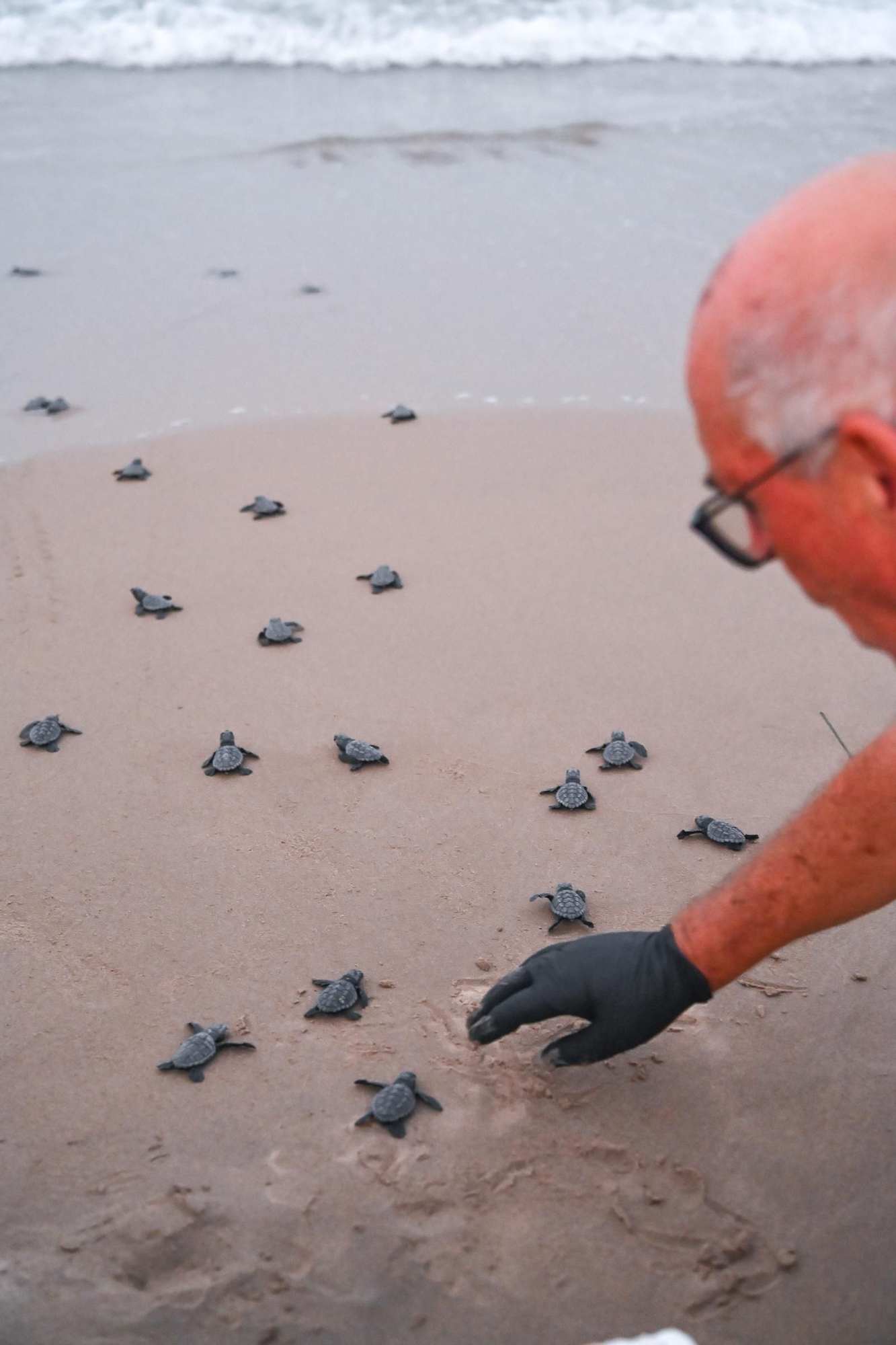Gran expectación en Arenales del Sol por la suelta de 57 tortugas bobas recién nacidas