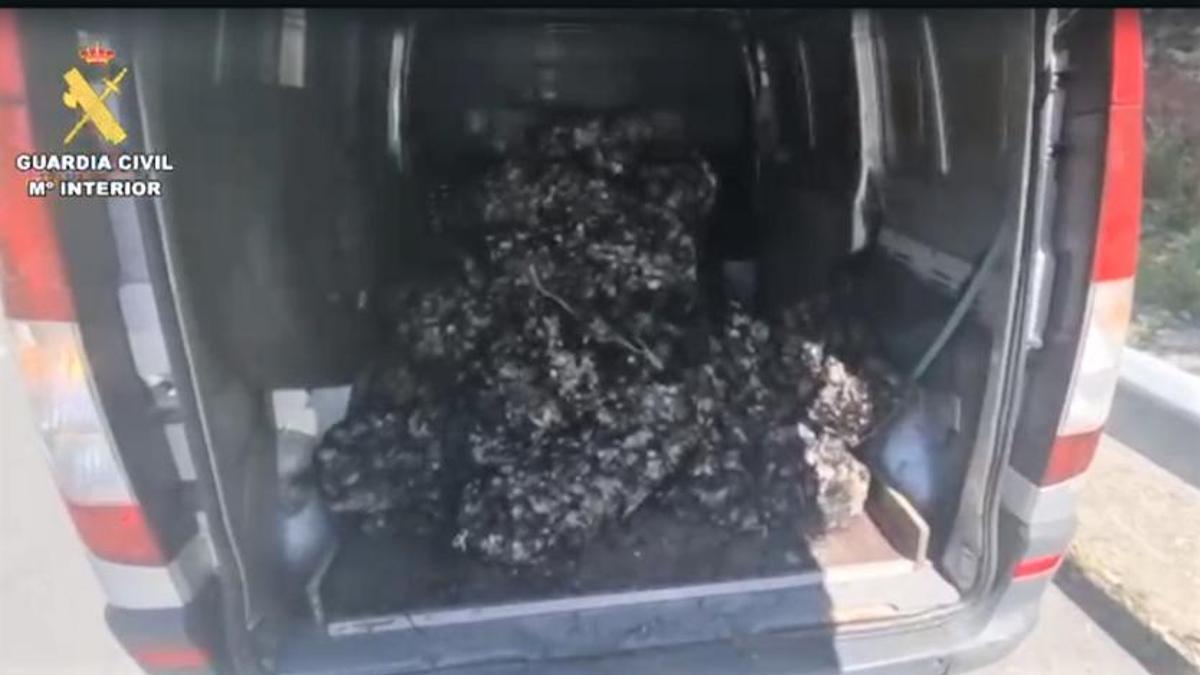 Mejilla incautada en el interior de la furgoneta en la que estaba siendo transportada