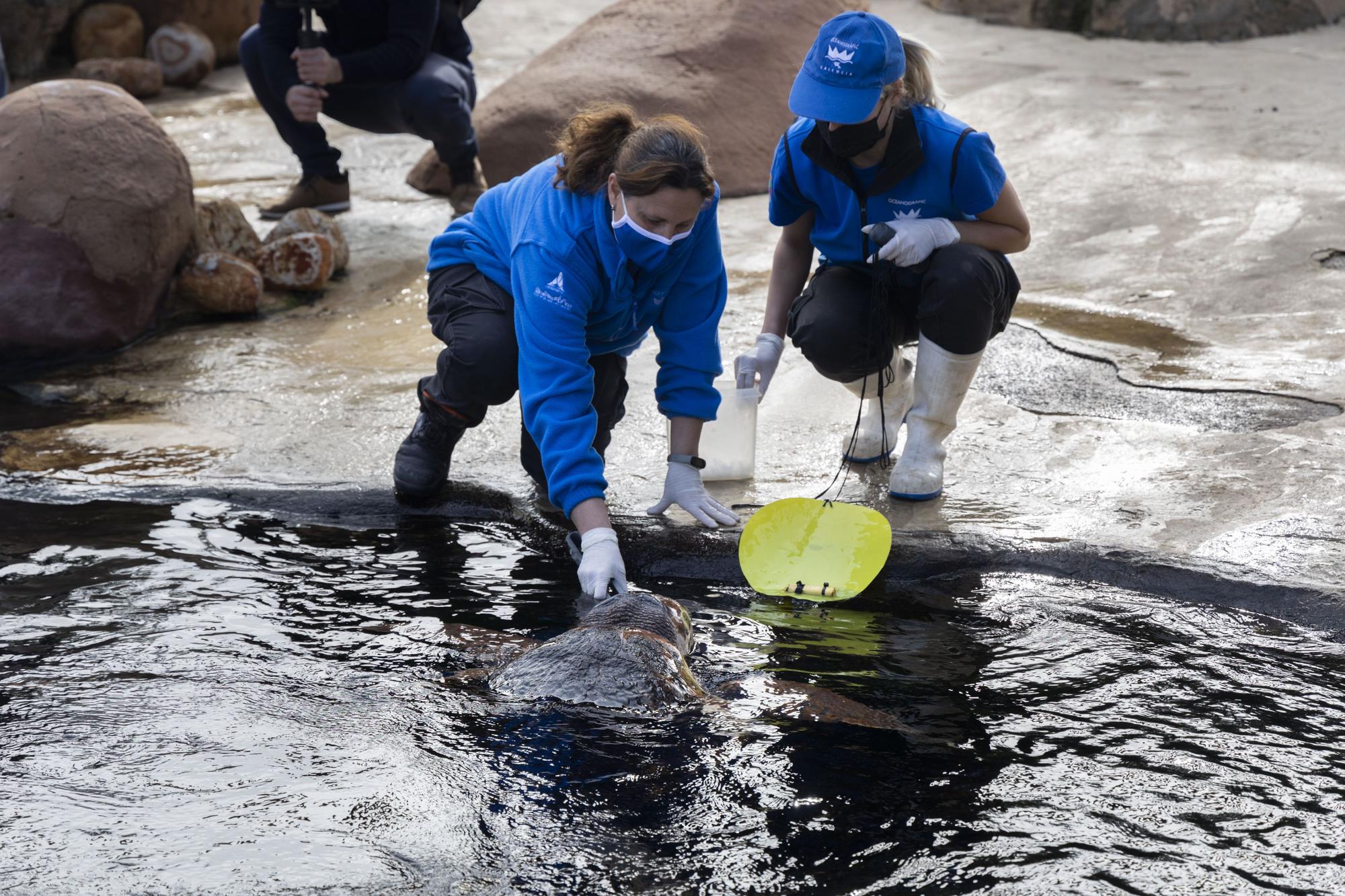 El Oceanogràfic presenta su campaña 'Tortugas 2022'