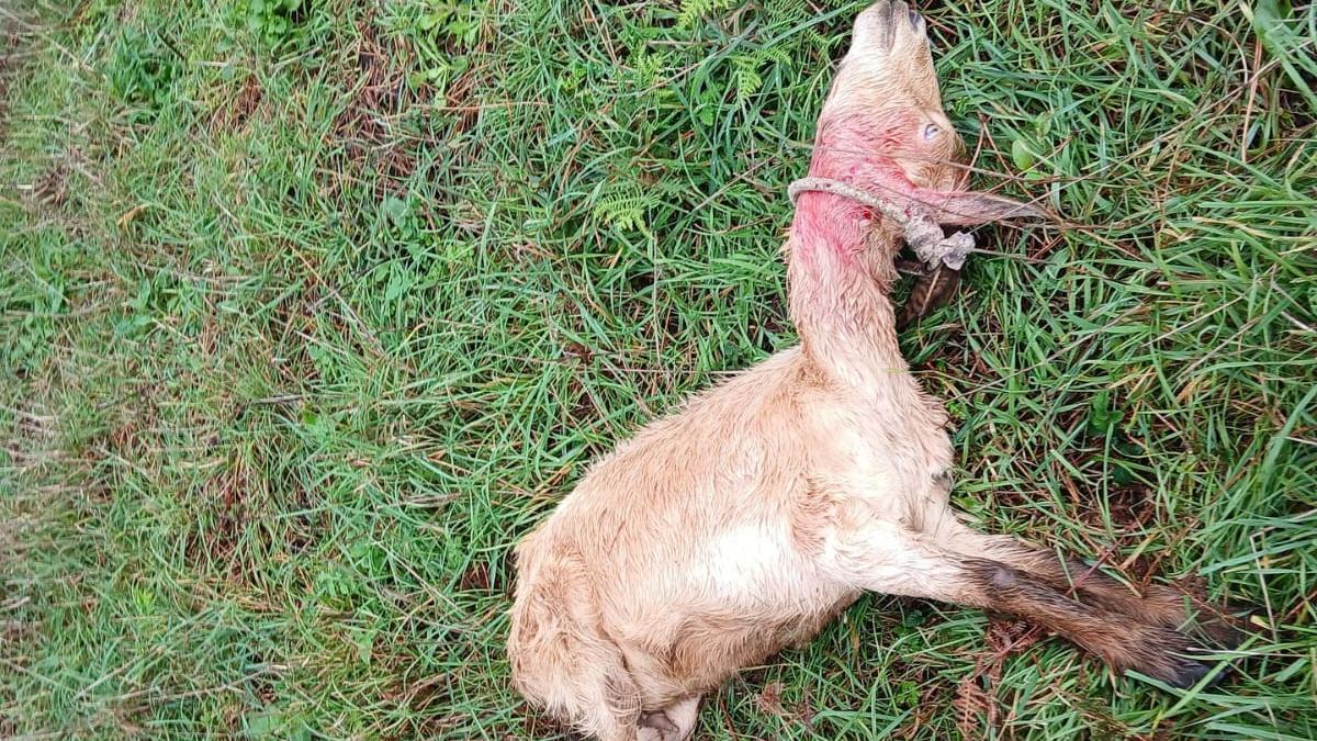 Una de las cabras atacadas en Donón.