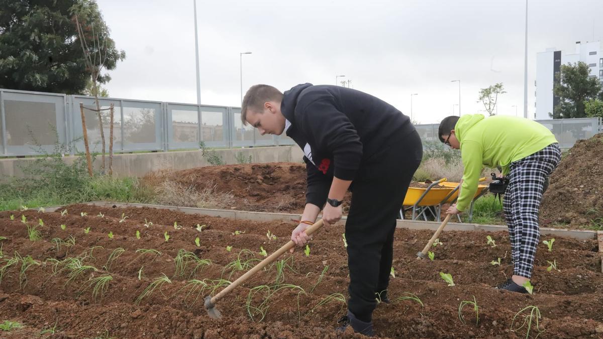 Dos alumnos trabajan en el huerto escolar del IES Miralbaida.