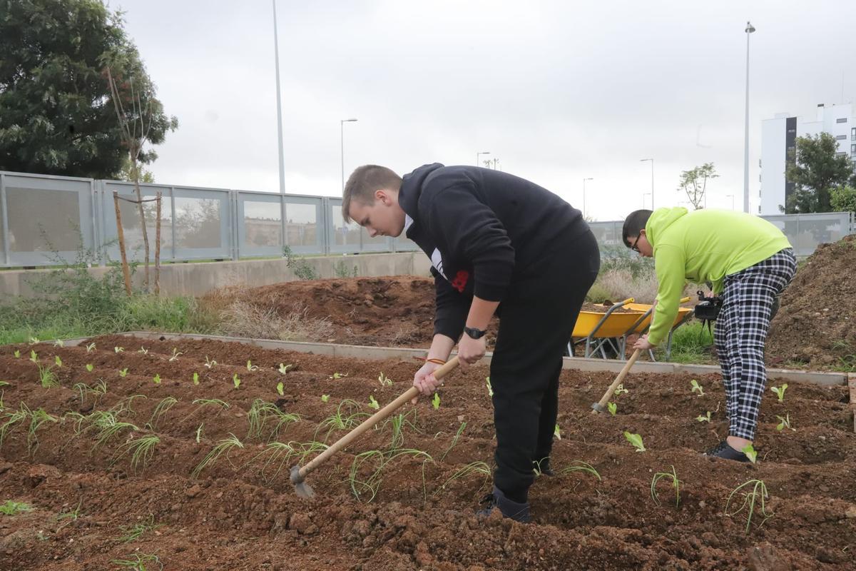 Dos alumnos trabajan en el huerto escolar del IES Miralbaida.