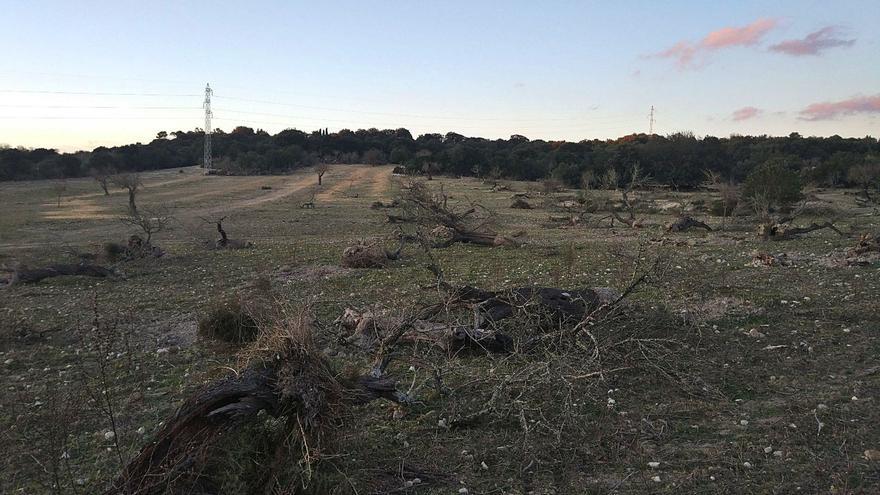 La Xylella desploma en 10.000 toneladas la producción de almendra en Mallorca