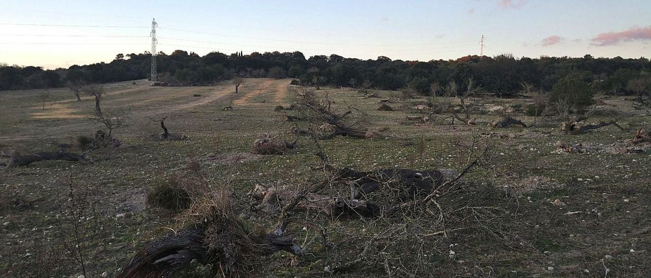 Una plantación entera de almendros de avanzada edad arrasada por los efectos de la Xylella fastidiosa en Mallorca.