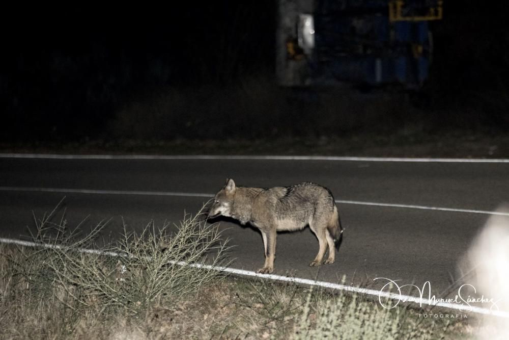 Los lobos se pasean por el asfalto en Sanabria