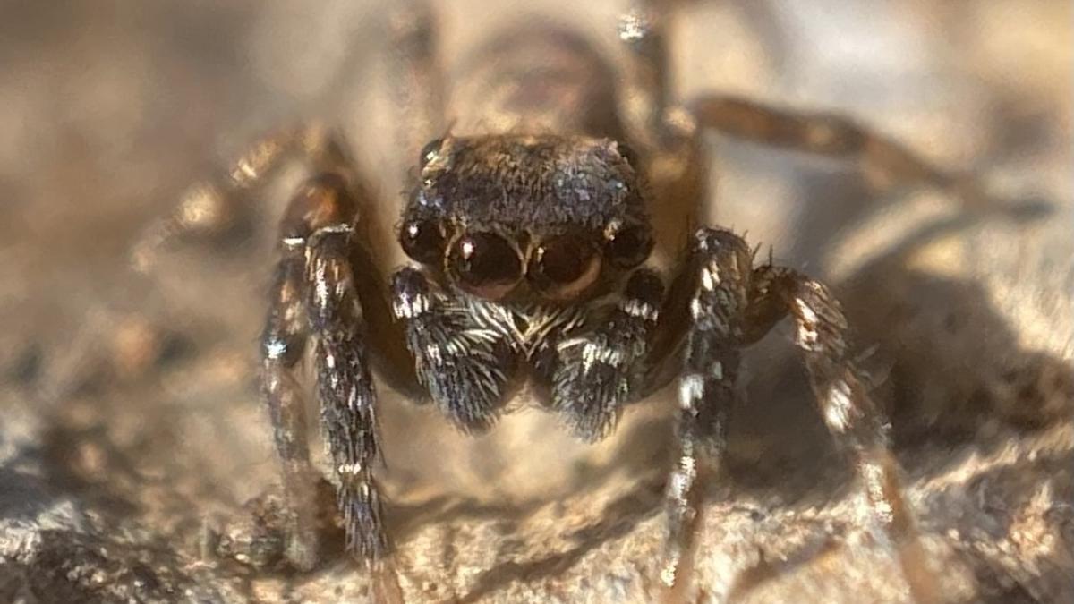 Cyrba algeriana, el tipus d'aranya que es va localitzar al parc.