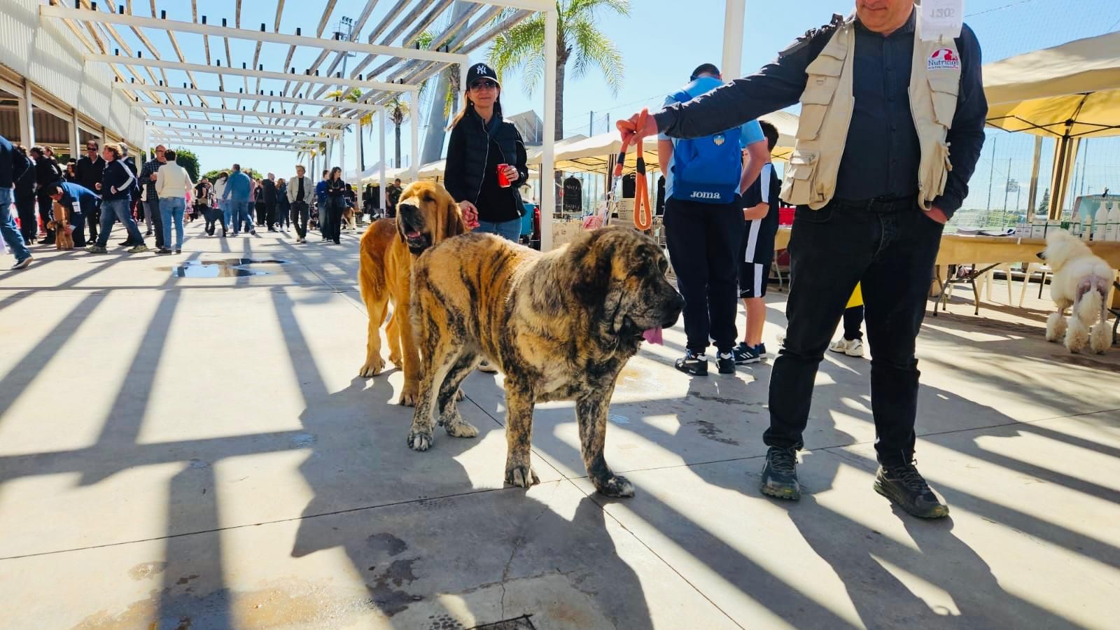 Más de 500 mascotas participan en la primera jornada del Concurso Internacional Canino en Torrent
