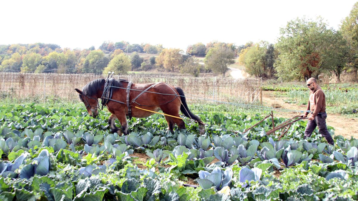 En Saó fa treballs a l&#039;horta enmig de les cols que cultiva Enric Esteve, a Castellterçol