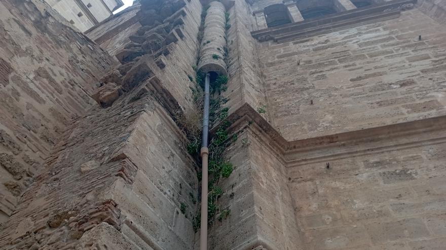 La Naturaleza toma posiciones en la Catedral de Málaga