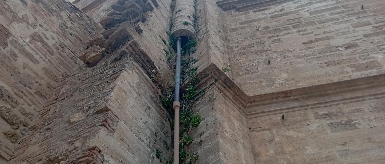 El verde sube por el ‘jardín vertical’ del Templo Mayor, en el Postigo de los Abades.