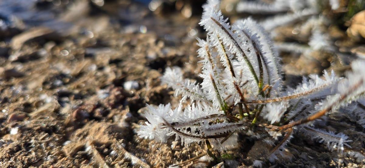 Heladas en un campo de Caravaca de la Cruz, en el Noroeste de la Región.