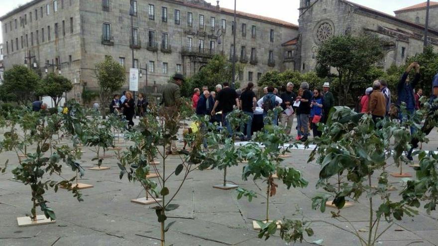 El eucalipto toma A Ferrería