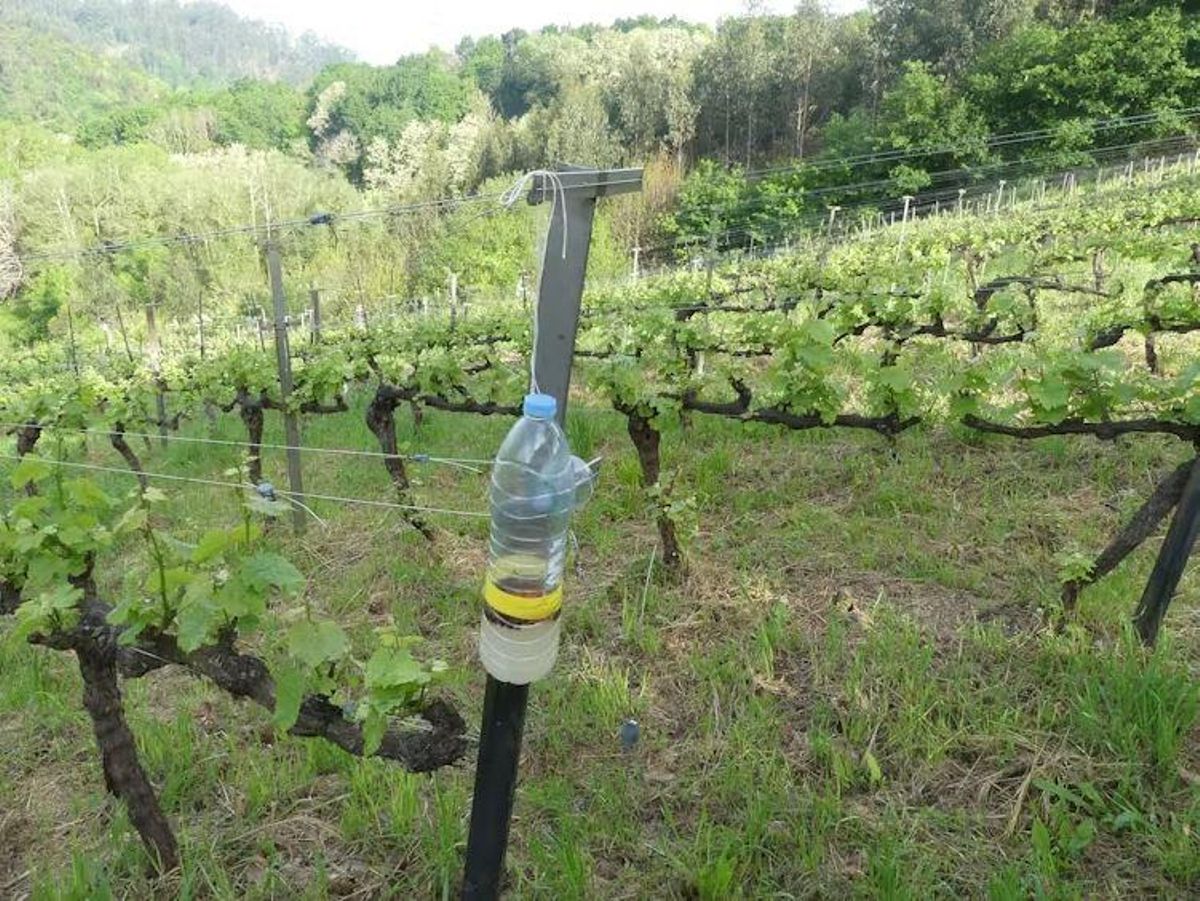 Imagen de una trampa habitual para la avispa asiática en Galicia