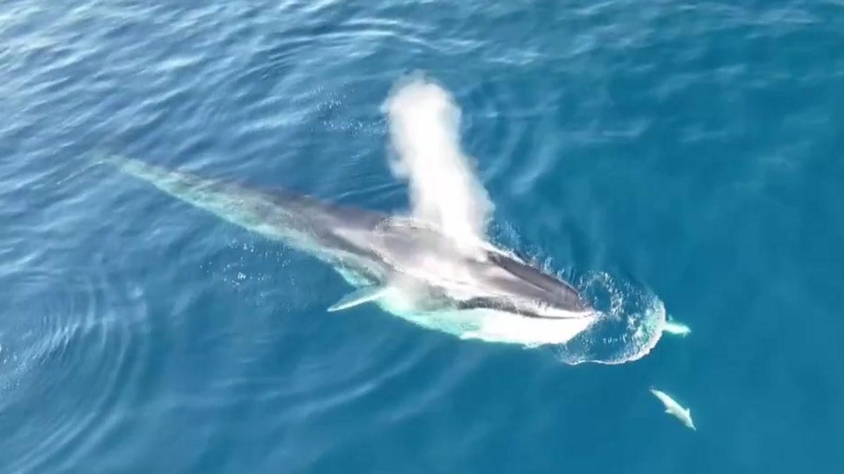 Ballenas en aguas del Garraf