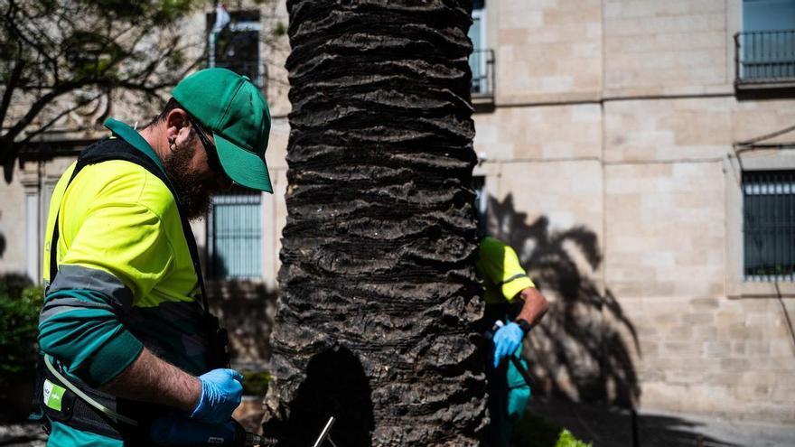 Vídeo | Cáceres inicia un tratamiento contra el picudo rojo