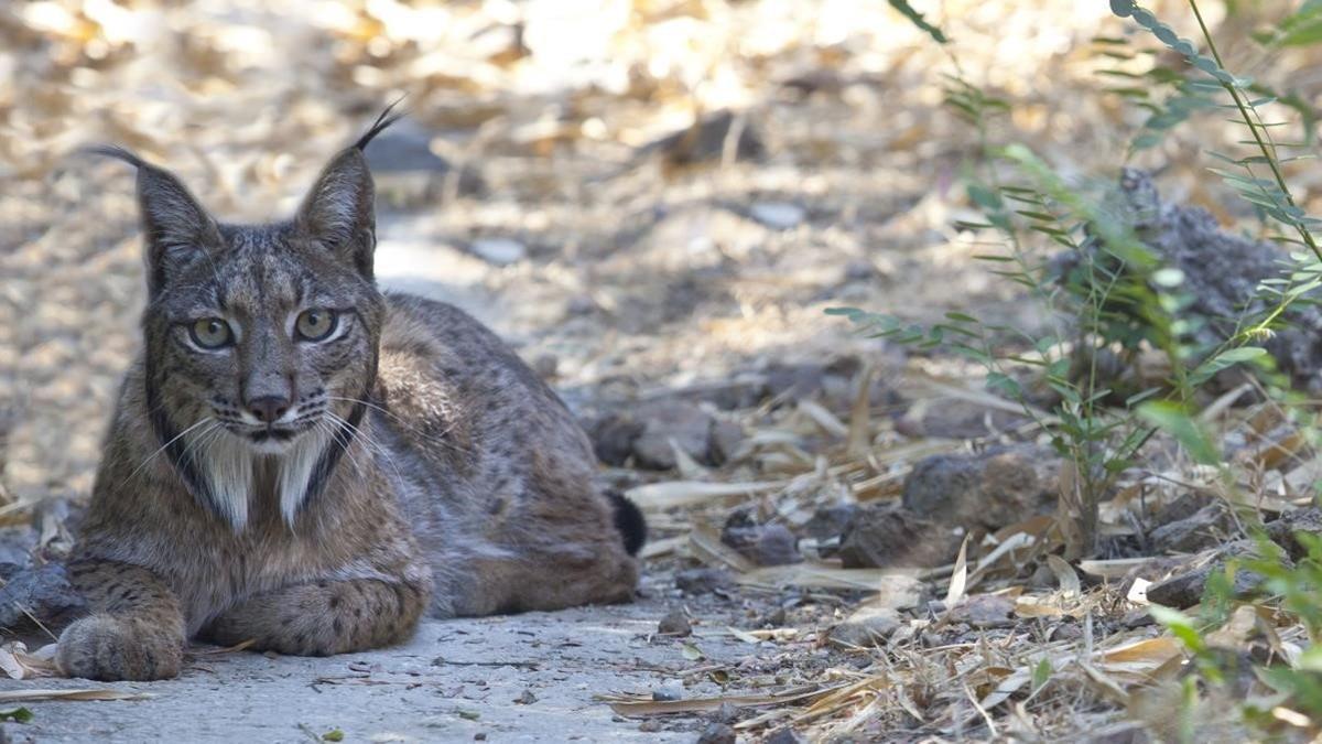 Lince ibérico