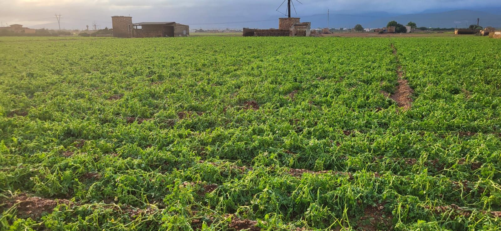 Una granizada destroza el cultivo de la patata en sa Pobla